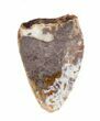Serrated, Phytosaur (Redondasaurus) Tooth - Arizona #62385-1